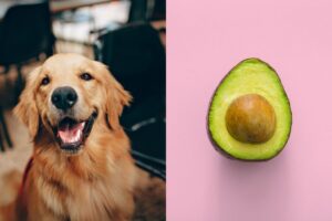 Can dog eat avocado