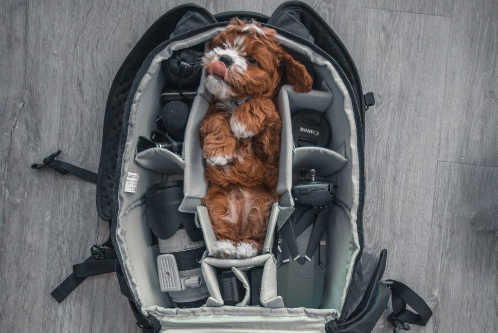 Dog in travel bag