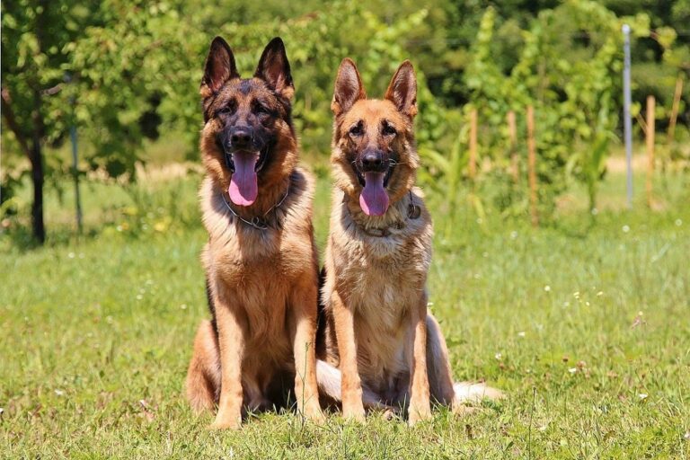 16 Types of Shepherd Dogs and Their Personality Traits