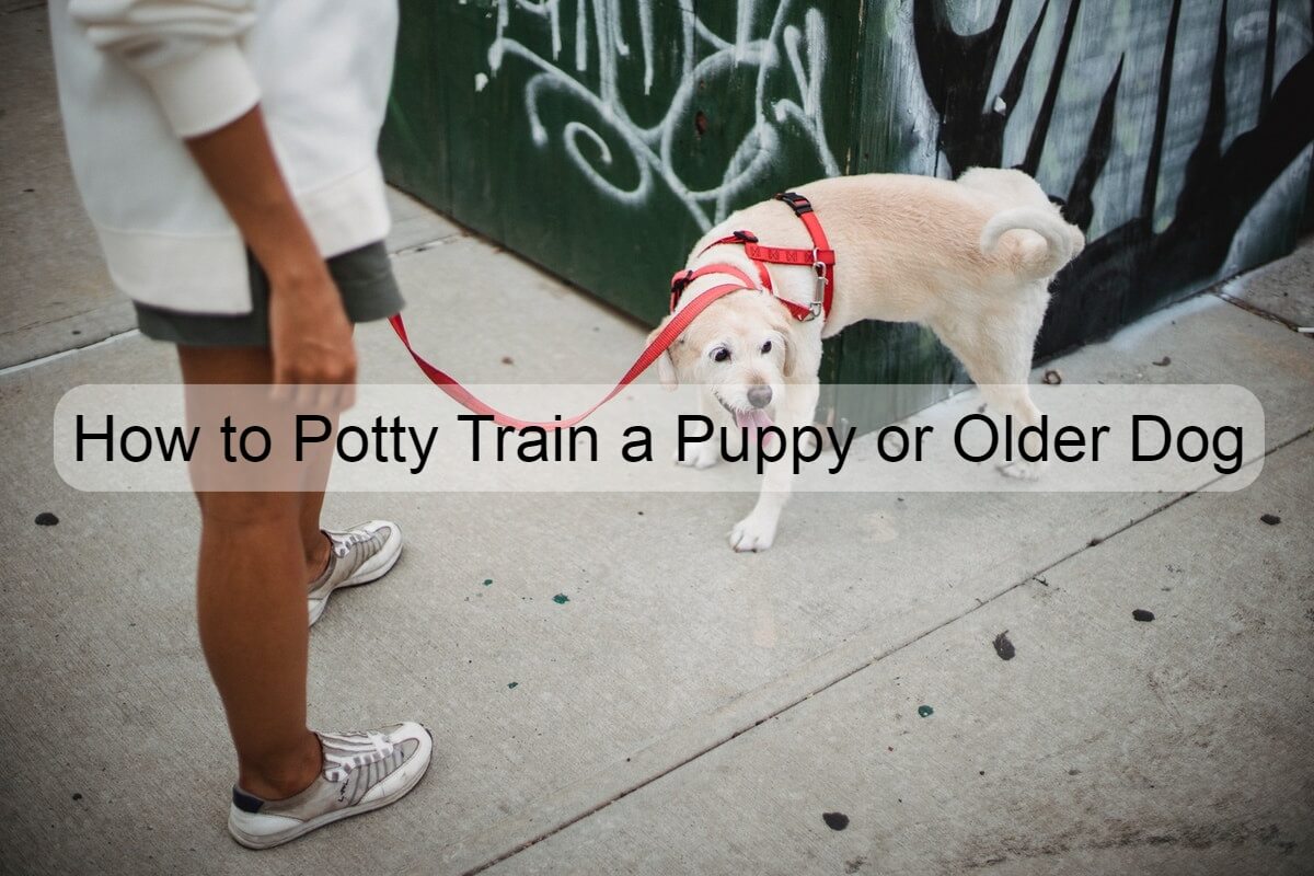 how do you train an older dog to poop in one area