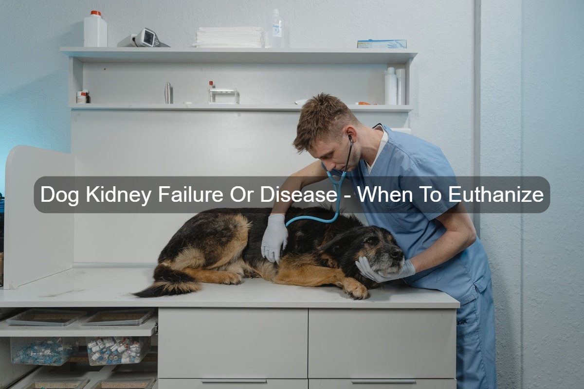 dog-kidney-failure-or-disease-when-to-euthanize