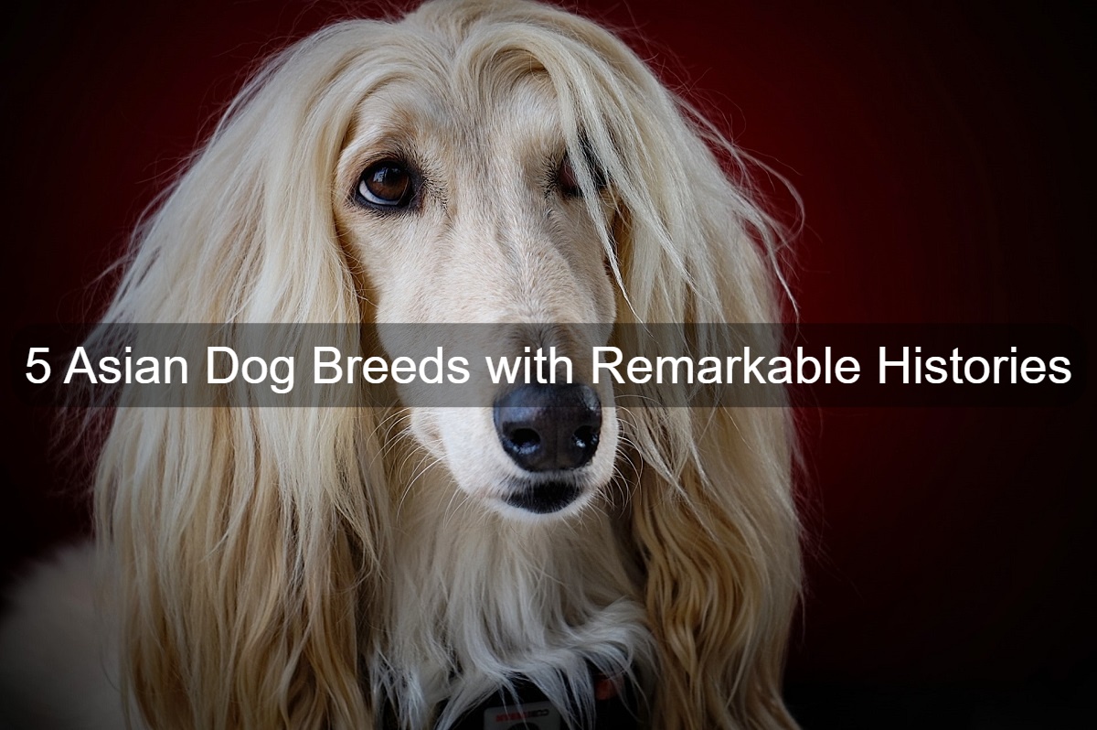 what dogs have human hair