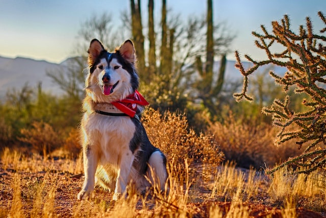 Dog in desert Arizona