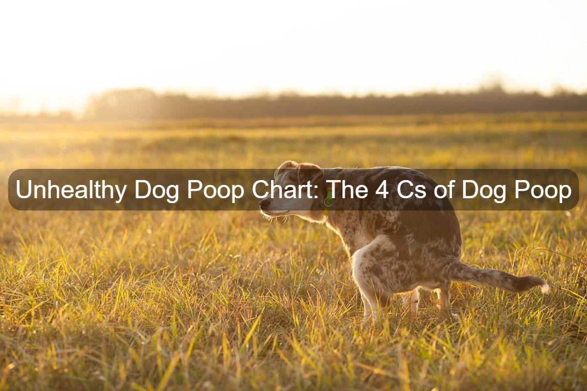 unhealthy-dog-poop-chart-the-4-cs-of-dog-poop