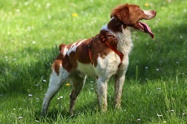 Brittany Spaniel outside
