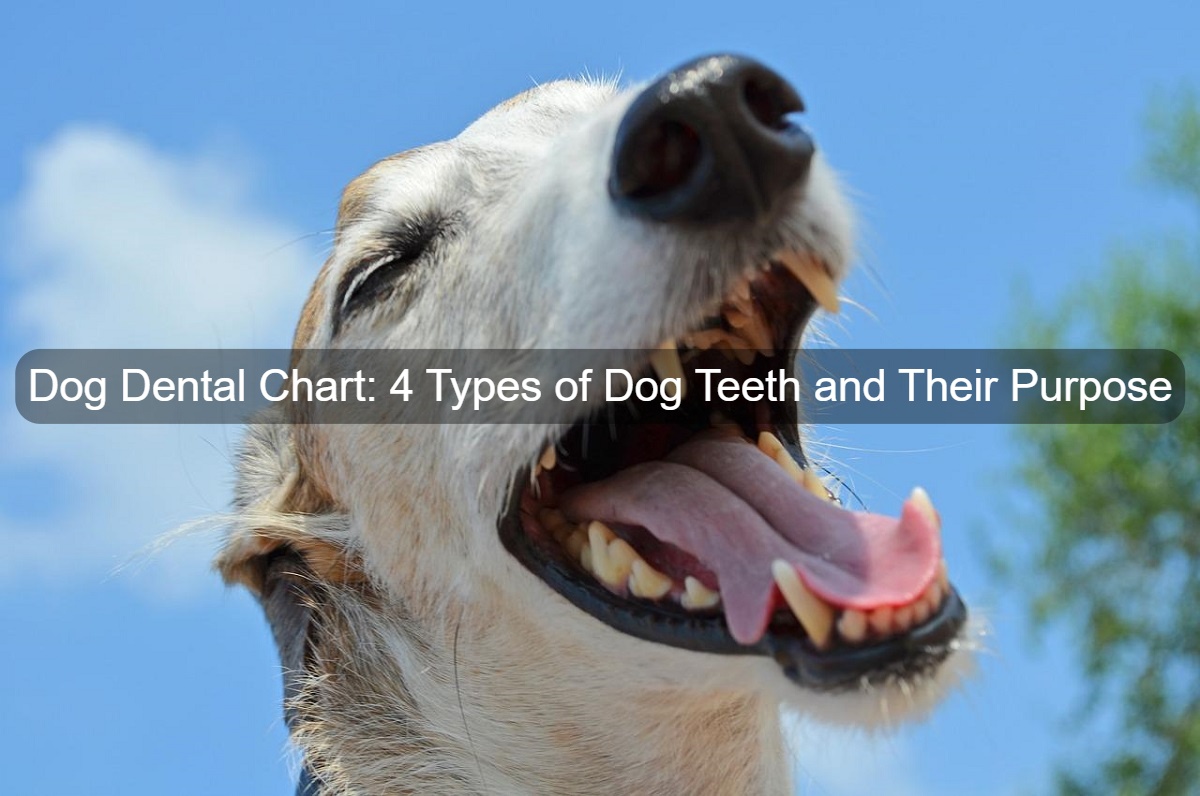 Types Of Dog Teeth And Their Functions - Image to u