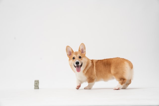 corgi is one of the dogs without tails