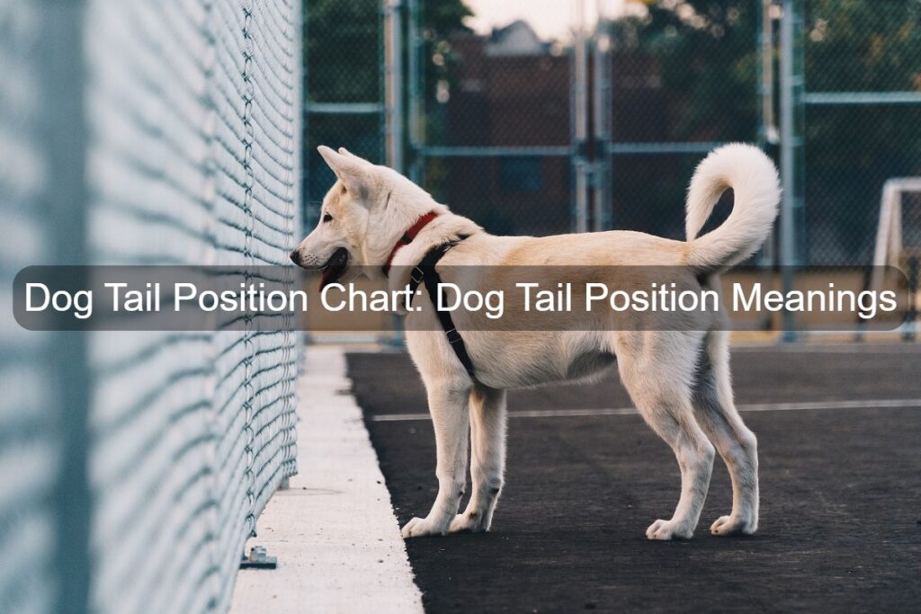Dog tail position curled up