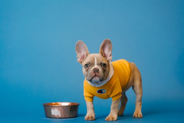 French bulldog standing with food bowl