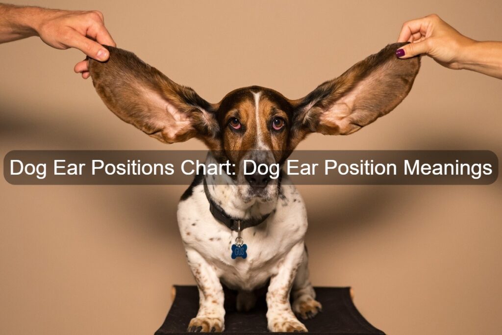 Dog with big ears