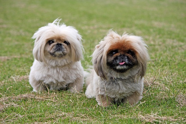 Two Pekingese standing together