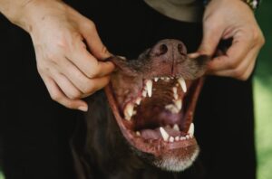 Dog Dental Chart: 4 Types of Dog Teeth and Their Purpose