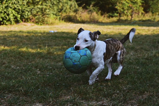 Dog playing outside with football