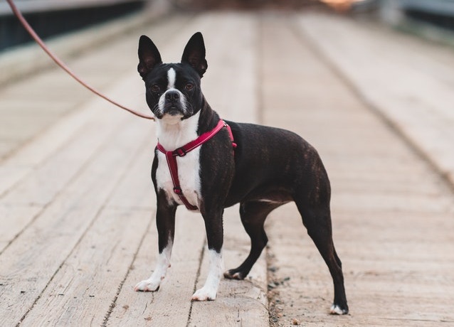 cute dog Boston Terrier without tail