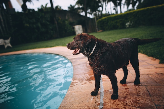 Dog near swimming pool with horizontal tail
