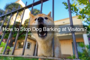 Dog barking at a visitor