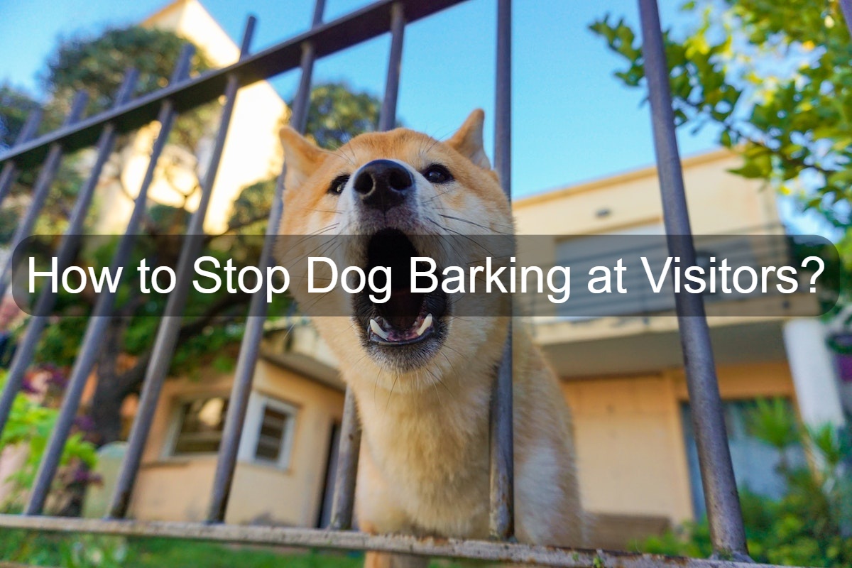 how to stop dog barking when visitors come