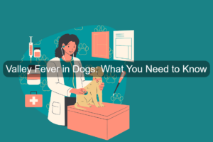 Veterinarian checking dog valley fever