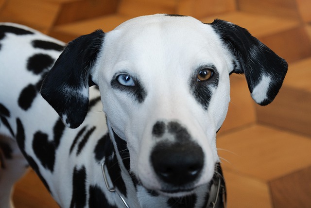 Dalmatian with Heterochromia eyes