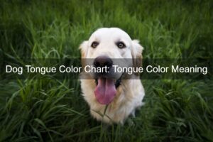 Dog showing his tongue