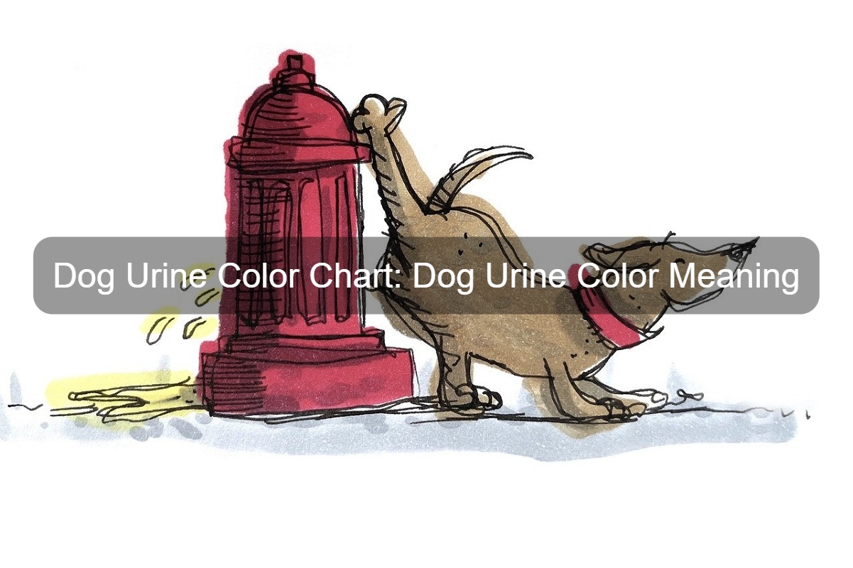 Dog urine color