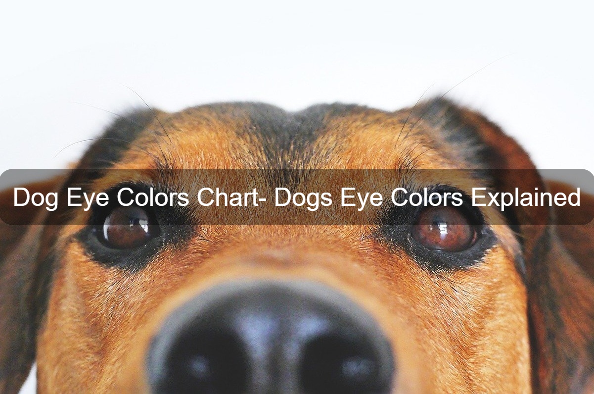 Dog eye color chart
