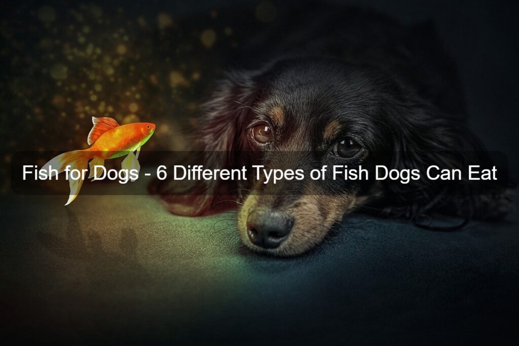 fish for dog