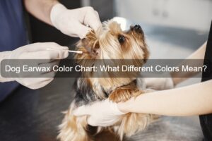 vet checking dog earwax color