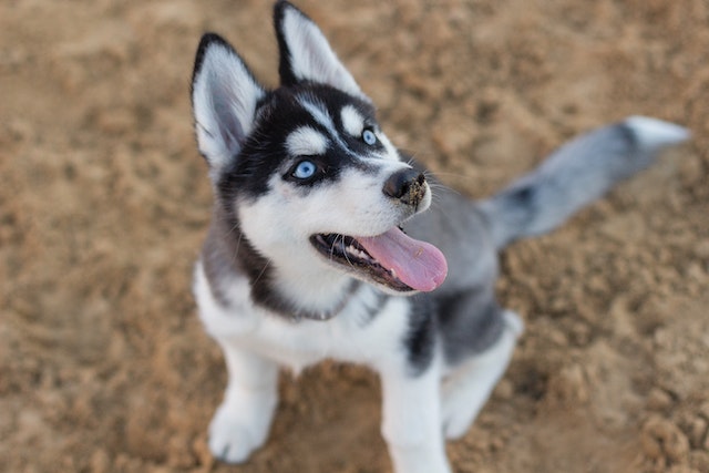 Siberian puppy with blue eyes