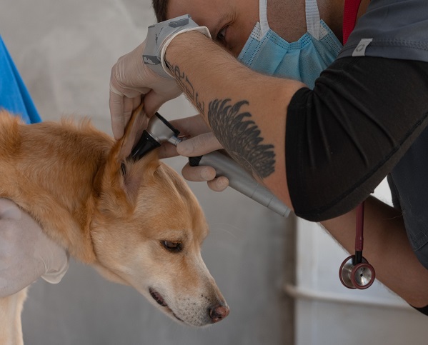 examining dog earwax color
