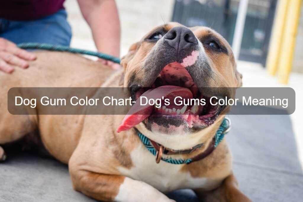 dog gum color chart
