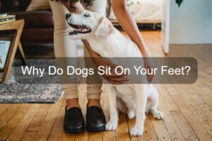 why do dogs sit on your feet