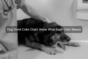 Dog Vomit Color Chart
