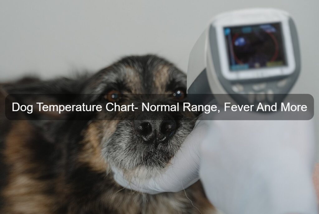 Dog temperature chart