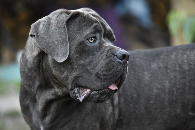 Cane corso dog fighting breed