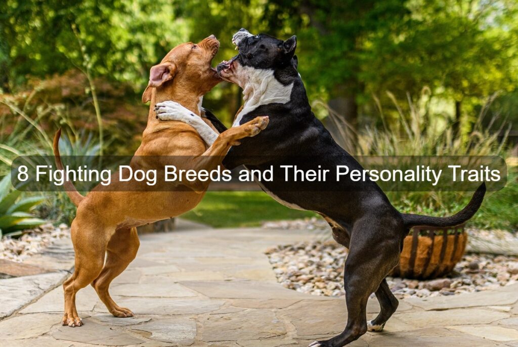Fighting Dog Breeds and Their Personality Traits