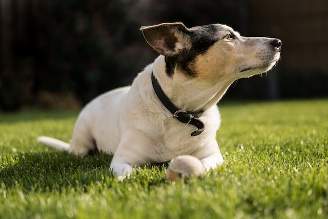Dog with collar lying on Grass  