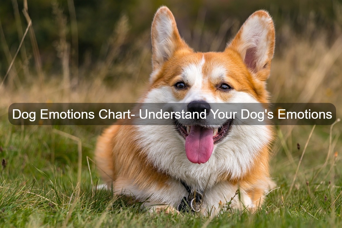 Dog emotions chart