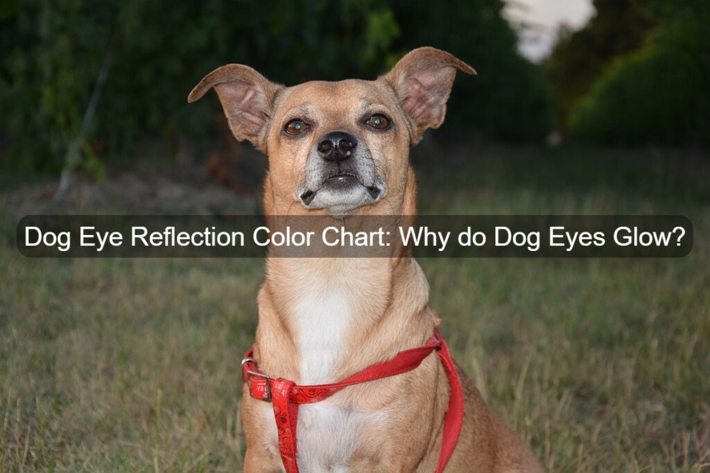 Dog Eye Reflection and Eye Glow