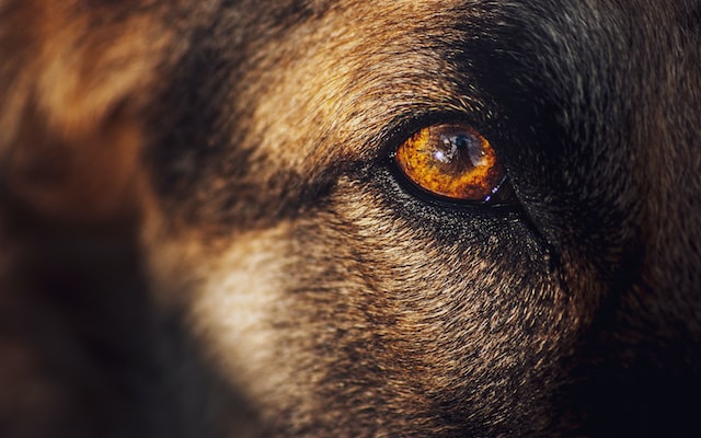 Yellow Dog eye color reflection