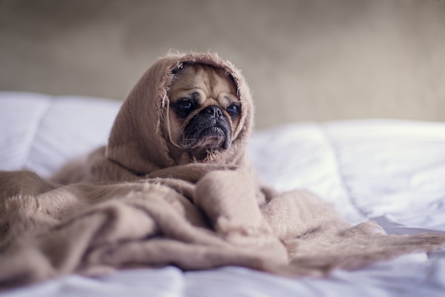 Scared dog in blanket
