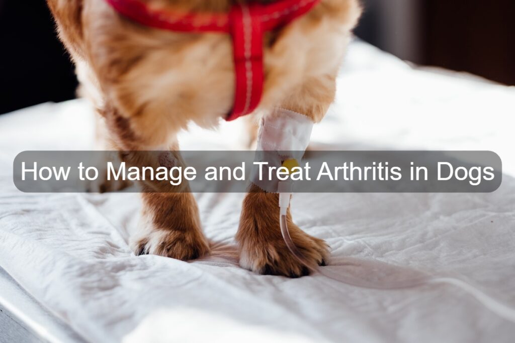 Dog Arthritis Pain