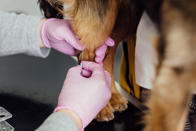 Injections for arthritis in dogs