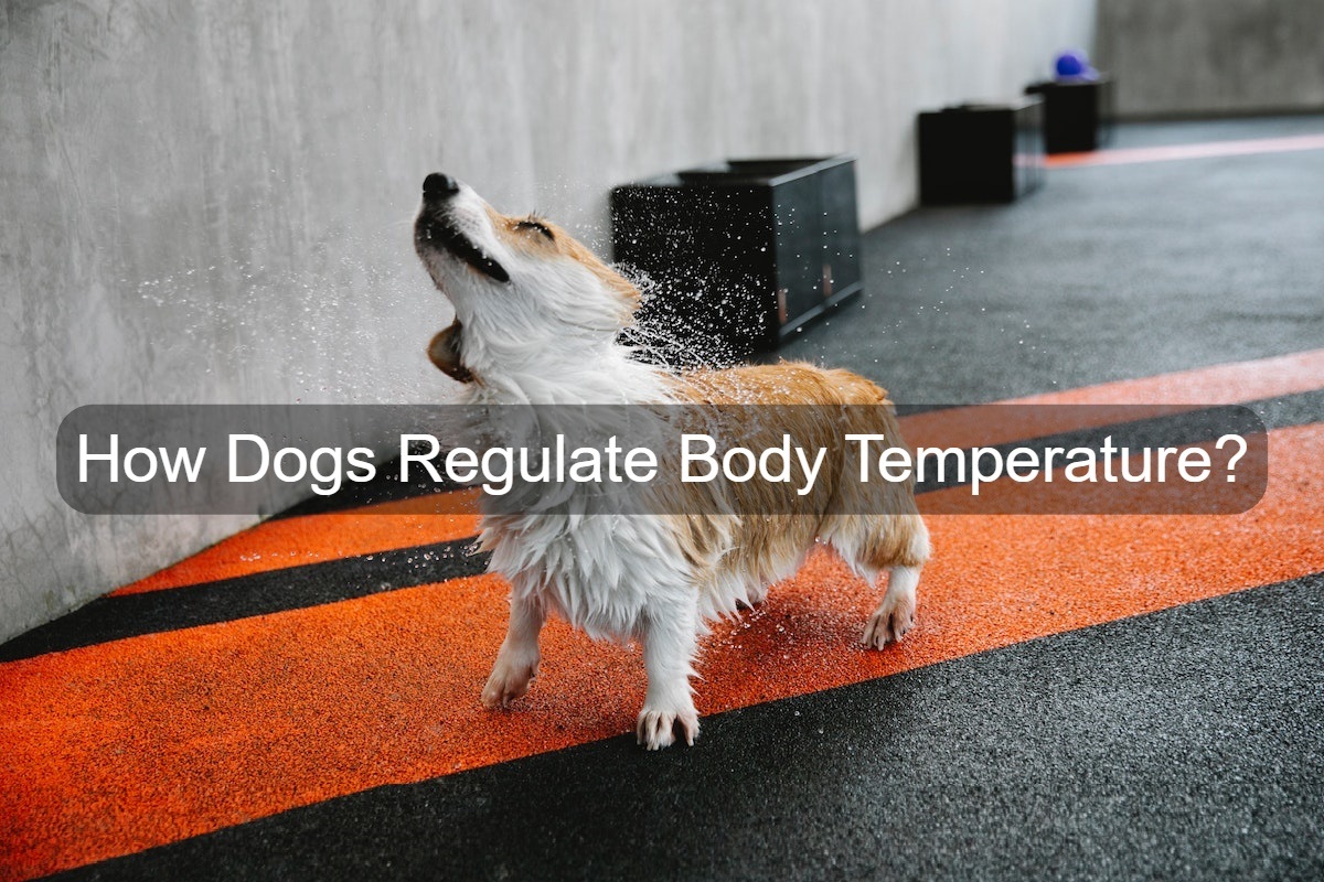 Dog regulates body temperature.
