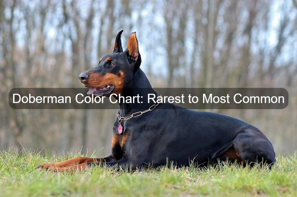 Doberman Color Chart