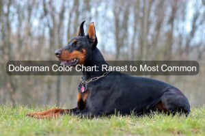 Doberman Color Chart