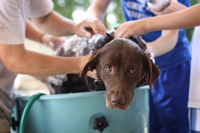 When Can You Bathe a Dog After Neutering?