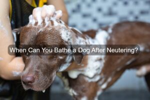 Bathing a Dog After Neutering?