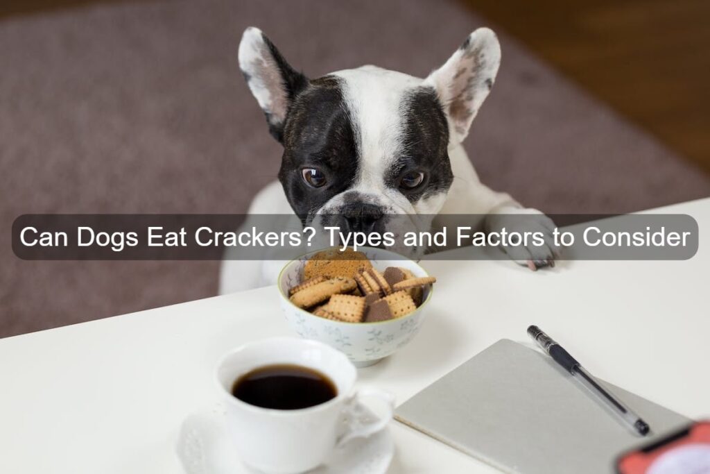 Can dog eat crackers