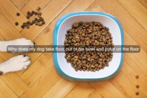 dog food out of bowl